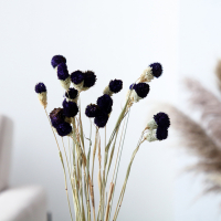 Сухоцвет &laquo;Гомфрена шаровидная&raquo; набор 20 шт., цвет тёмно-фиолетовый