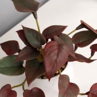 Бонсай в горшке "Филодендрон ультра" (мягкий лист) 9х6 см, микс Бонсай в горшке "Филодендрон ультра" (мягкий лист) 9х6 см, микс