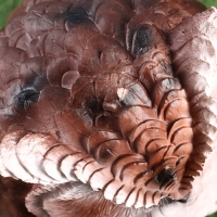 Садовая фигура "Мудрая сова" 16х16х26см /// Садовая фигура "Мудрая сова" 16х16х26см ///