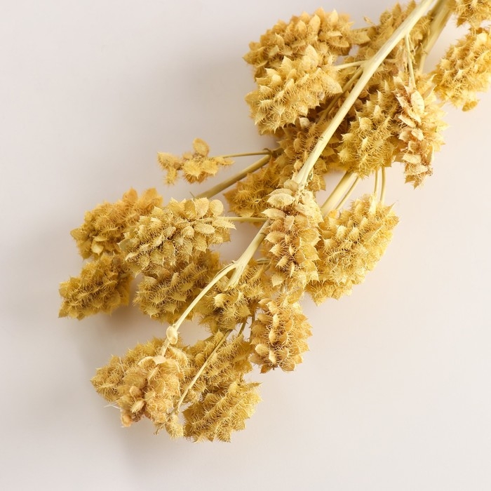 Набор сухоцветов Набор сухоцветов "Солодка", банч 3 шт, длина 60 (+/- 6 см), желтый