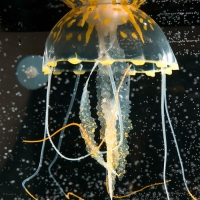 Декор для аквариума "Медуза" силиконовая, флуоресцентная, 10 х 10 х 20,5 см, оранжевая Декор для аквариума "Медуза" силиконовая, флуоресцентная, 10 х 10 х 20,5 см, оранжевая