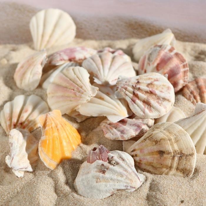 Набор ракушек, 4 - 5 см, 100 г Набор ракушек, 4 - 5 см, 100 г