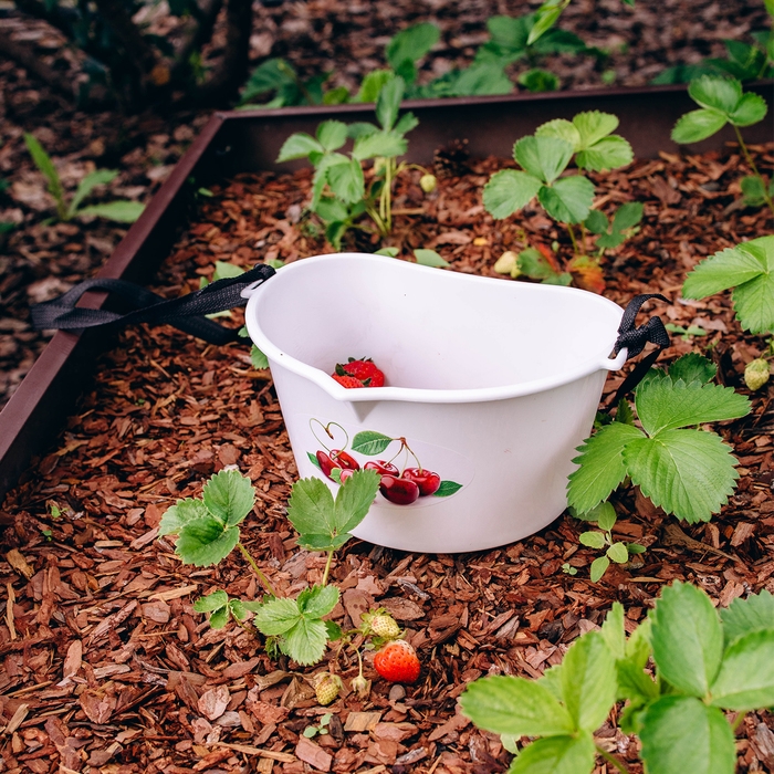 Ёмкость для сбора ягод, 3 л, &laquo;Вишня&raquo;