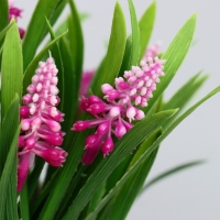 Бонсай в горшке "Альпиния" 9х20 см, микс Бонсай в горшке "Альпиния" 9х20 см, микс