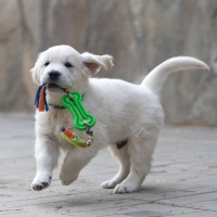 Игрушка жевательная с канатом, 11 х 5,5 см, зелёная