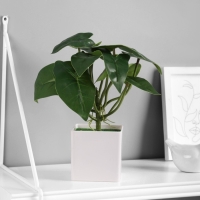 Бонсай "Филодендрон комнатный" 8х25 см, зелёный Бонсай "Филодендрон комнатный" 8х25 см, зелёный