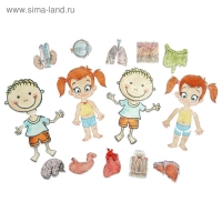 Дидактический набор с игровым полем &laquo;Тело человека&raquo;, 27 деталей