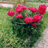 Кустодержатель, d = 80 см, h = 50 см, ножка d = 2 см, пластик, чёрный, «Смородина +» Кустодержатель, d = 80 см, h = 50 см, ножка d = 2 см, пластик, чёрный, «Смородина +»