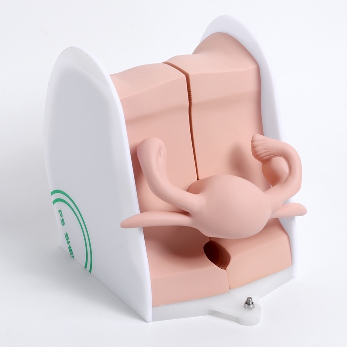 Макет Макет "Вагина" разборный 19*13*17см