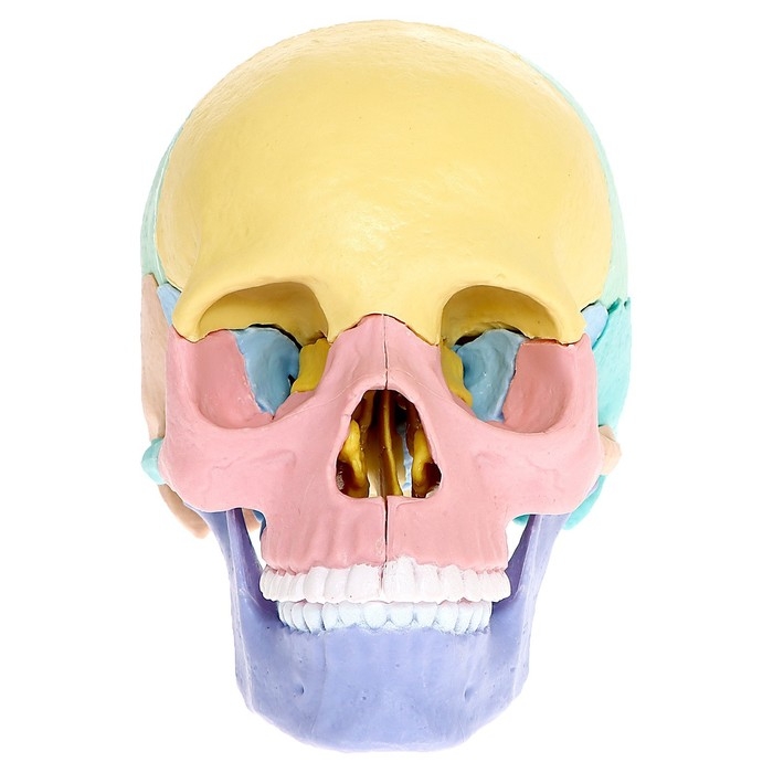 Набор для опытов «Череп человека», анатомическая модель Набор для опытов «Череп человека», анатомическая модель