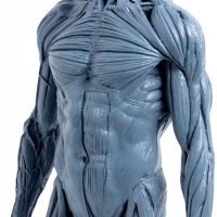 Макет "Тело человека" 29см Макет "Тело человека" 29см