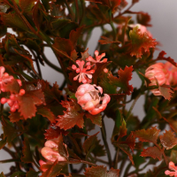 Бонсай в горшке "Деревце очарованье" 10х22 см, микс Бонсай в горшке "Деревце очарованье" 10х22 см, микс