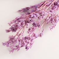 Набор сухоцветов "Шандра", банч длина 32 (+/- 6 см), сиреневый