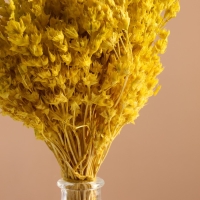 Набор сухоцветов "Шандра", банч длина 40 (+/- 6 см), яблоко