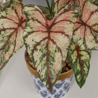 Бонсай в горшке "Каладиум галант элит" 34х11 см Бонсай в горшке "Каладиум галант элит" 34х11 см