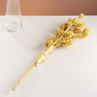 Набор сухоцветов "Солодка", банч 3 шт, длина 60 (+/- 6 см), желтый