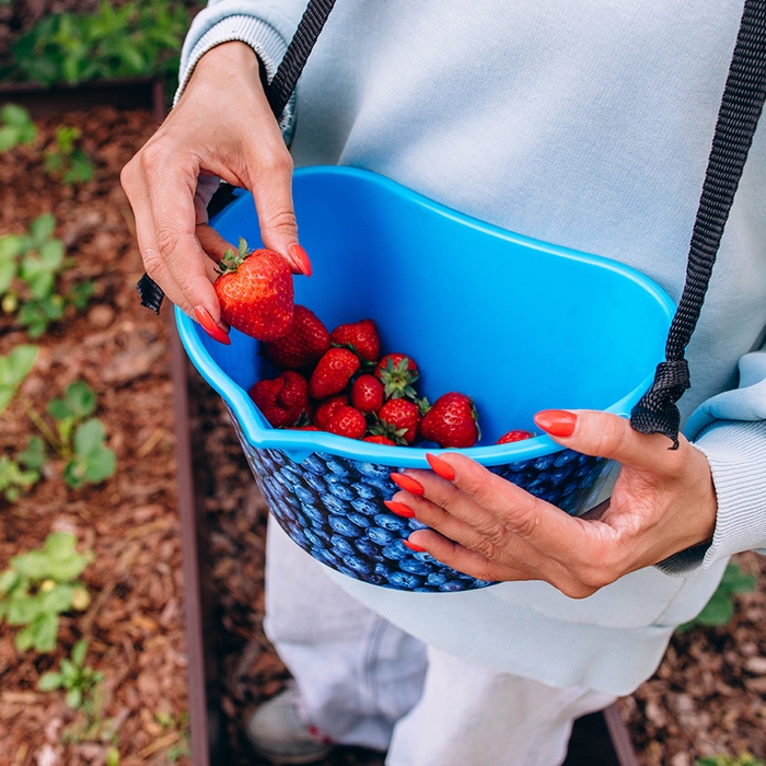 Ёмкость для сбора ягод, 3 л, &laquo;Черника&raquo;, голубая