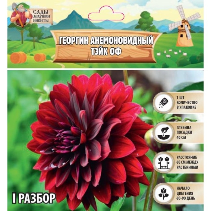 Георгин анемоновидный Георгин анемоновидный "TAKE OFF" , р-р I, 1 шт,