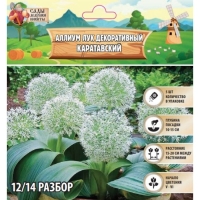 Аллиум лук декоративный Каратавский, р-р 12/14, 5 шт, Осень 2024 Аллиум лук декоративный Каратавский, р-р 12/14, 5 шт, Осень 2024