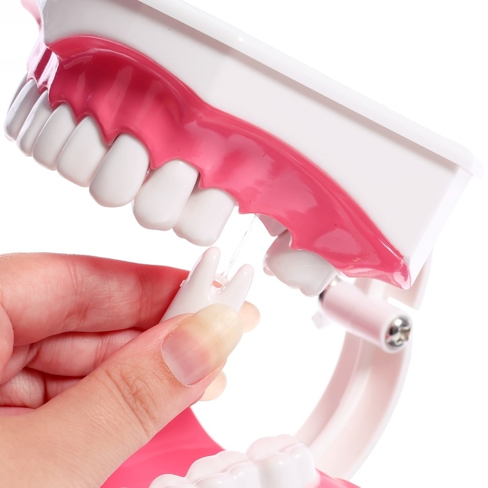 Игровой набор «Макет челюсти человека», 12 × 9 см, с щёткой, щётка цвета МИКС Игровой набор «Макет челюсти человека», 12 × 9 см, с щёткой, щётка цвета МИКС