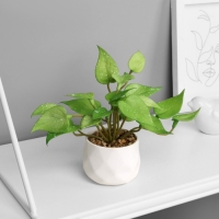 Бонсай в горшке "Филодендрон ультра" (мягкий лист) 9х6 см, микс Бонсай в горшке "Филодендрон ультра" (мягкий лист) 9х6 см, микс