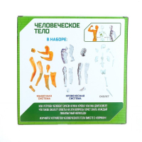 Научный опыт &laquo;Человеческое тело&raquo;