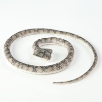 Новый год! Резиновая игрушка &laquo;Змея. Кобра&raquo;, 65 см