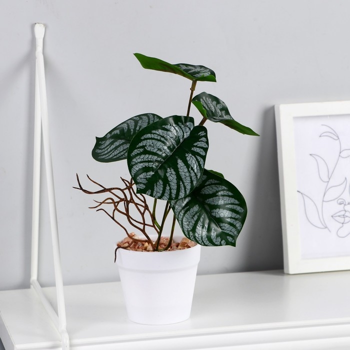 Бонсай в горшке &laquo;Филодендрон&raquo; 7,5х20 см, микс горшка