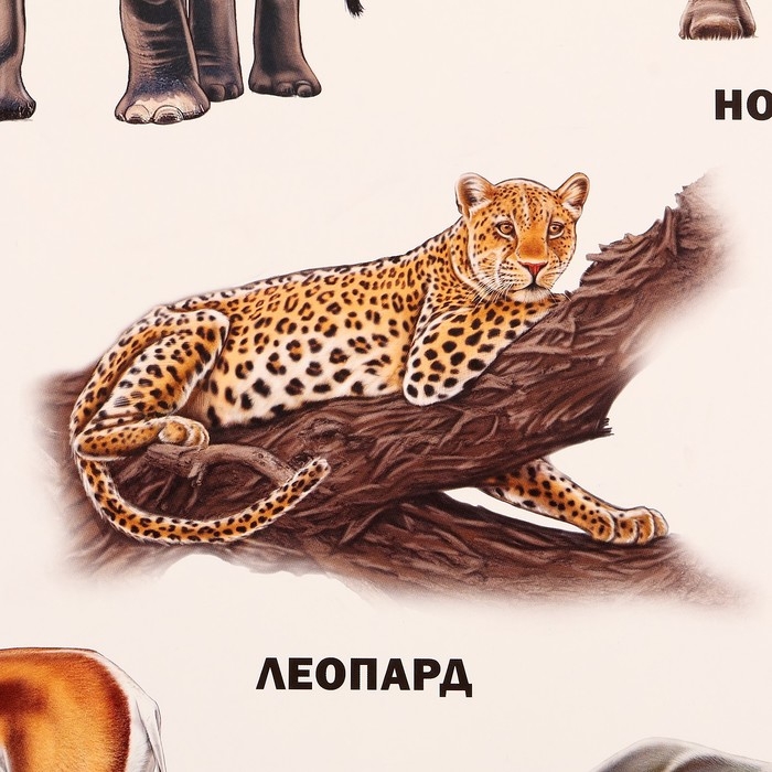 Плакат «Животные Африки» Плакат «Животные Африки»