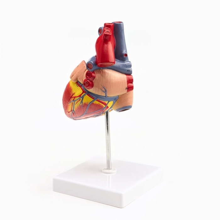 Макет Макет "Сердце" разборный 13*8см