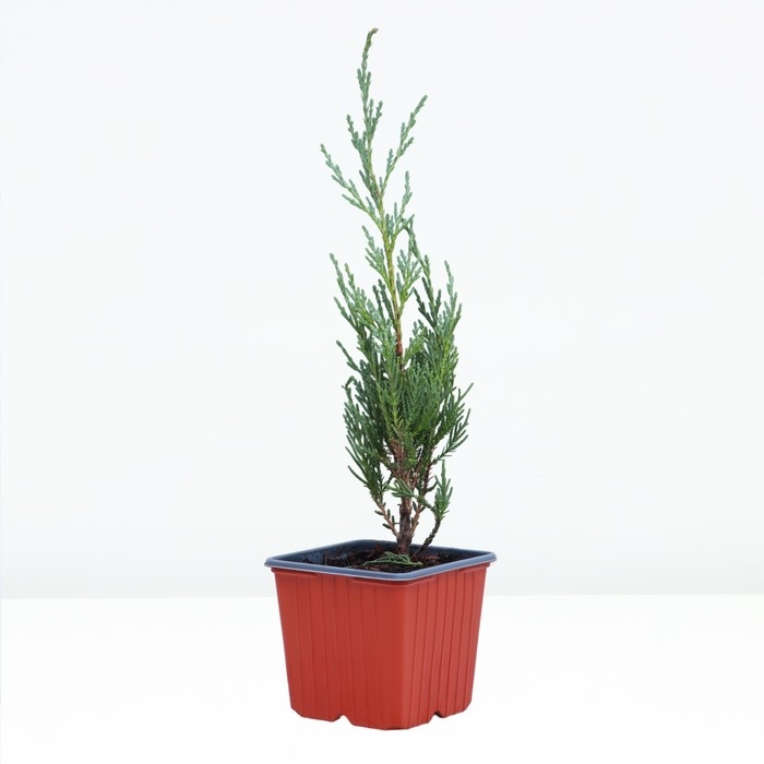 Можжевельник скальный "Мунглоу" , Р9, 1шт, h 3-20 см, Осень 2024