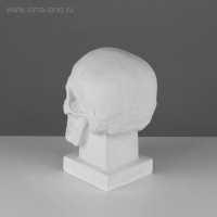 Гипсовая фигура анатомическая: ЧЕРЕП (слепок с натурального), 19 х 14 х 25 см
