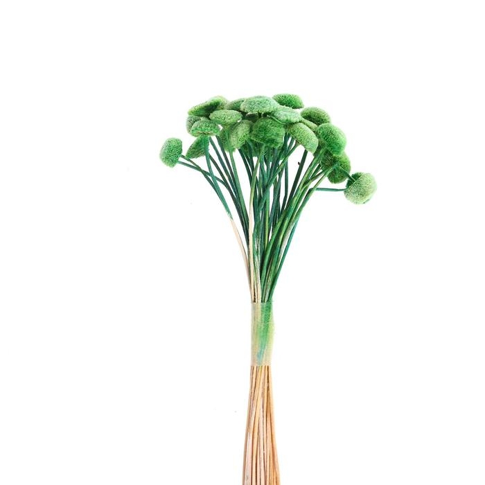 Сухоцвет &laquo;Батао&raquo; набор 20 шт., цвет зелёный