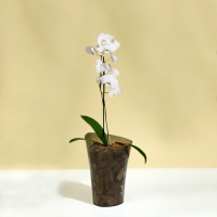 Горшок для орхидей, 1,3 л, 13,6 &times; 14,1 &times; 20 см, пластик, прозрачно-серый