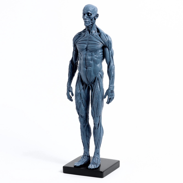 Макет Макет "Тело человека" 29см