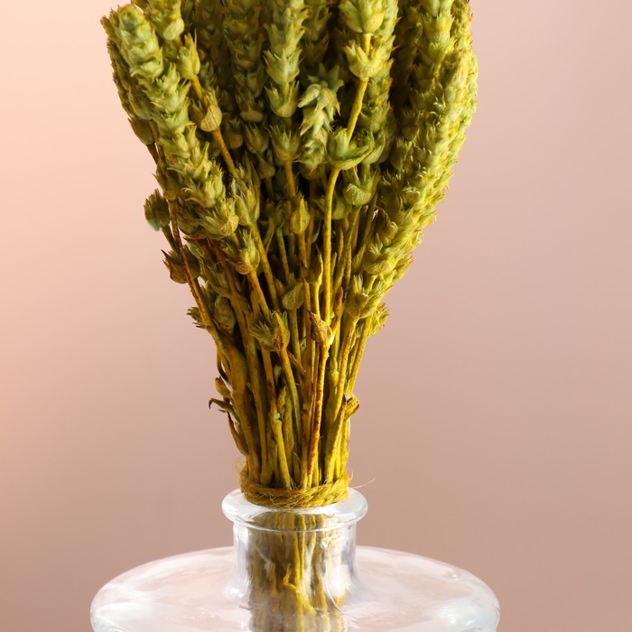 Набор сухоцветов "Железница", банч длина 35 (+/- 6 см), фисташковый