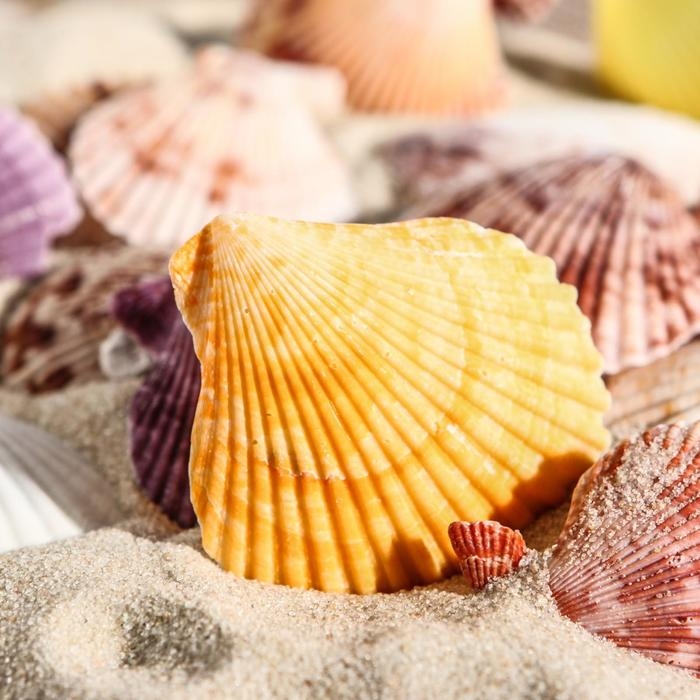 Набор ракушек Пектен Вексиллум средние, 4 - 6 см, 100 г Набор ракушек Пектен Вексиллум средние, 4 - 6 см, 100 г