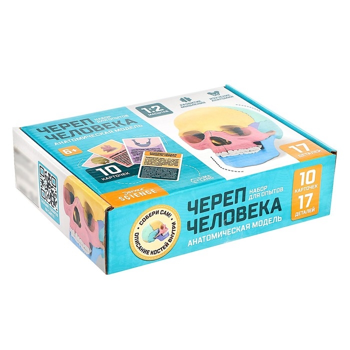 Набор для опытов «Череп человека», анатомическая модель Набор для опытов «Череп человека», анатомическая модель
