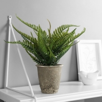 Бонсай в горшке "Нефролепис премиум" 24х8,5 см, микс Бонсай в горшке "Нефролепис премиум" 24х8,5 см, микс