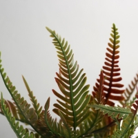 Бонсай в горшке "Нефролепис премиум" 24х8,5 см, микс Бонсай в горшке "Нефролепис премиум" 24х8,5 см, микс