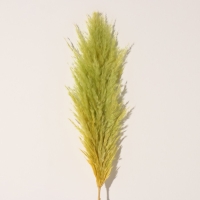 Сухоцвет "Кортадерия", 1 ветка, длина 140-150 см, яблоко