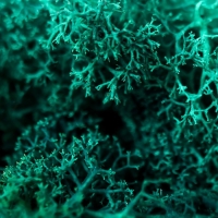 Мох стабилизированный "Морская волна" МИКС 45 гр (+-5 гр)