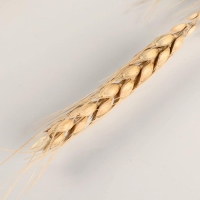 Декор сухоцвет "Пшеница" (набор 10 шт) 60 см, бежевый Декор сухоцвет "Пшеница" (набор 10 шт) 60 см, бежевый