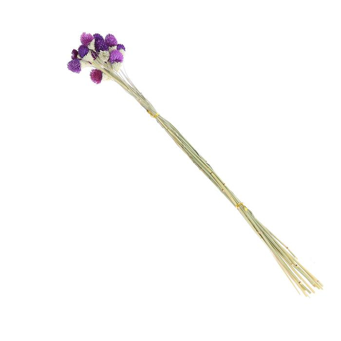 Сухоцвет «Гомфрена шаровидная» набор 20 шт., цвет тёмно-фиолетовый Сухоцвет «Гомфрена шаровидная» набор 20 шт., цвет тёмно-фиолетовый