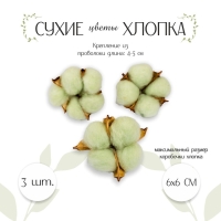 Сухие цветы хлопка, набор 3 шт., размер 1 шт. 6 × 6 см, цвет зелёный Сухие цветы хлопка, набор 3 шт., размер 1 шт. 6 × 6 см, цвет зелёный