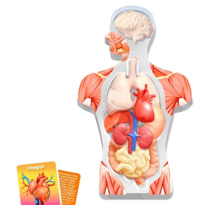 Набор для опытов &laquo;Моё удивительное тело&raquo;, в пакете