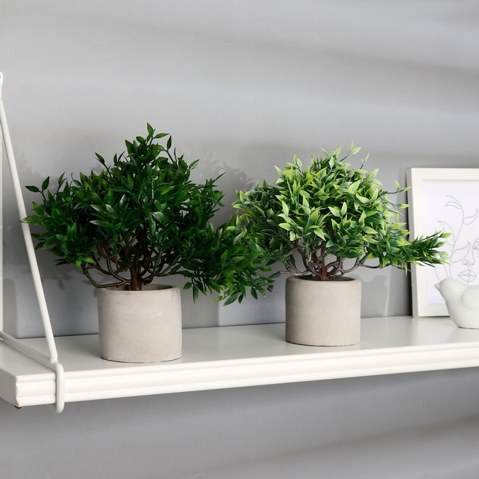 Бонсай в горшке "Фрутикоса пышная" 14х20 см, микс