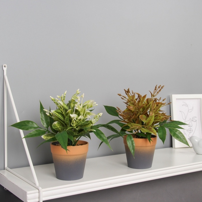 Бонсай в горшке "Птицемлечник" 18х8,5 см, микс