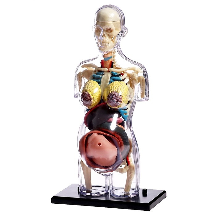 Набор для опытов «Строение тела», беременная женщина Набор для опытов «Строение тела», беременная женщина