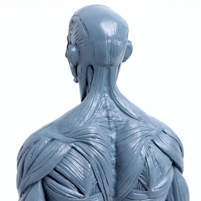 Макет Макет "Тело человека" 29см